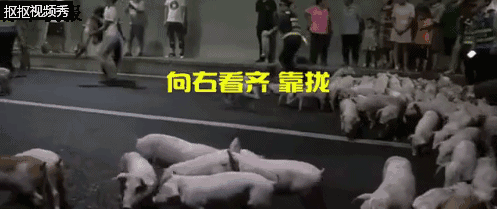 货车爆胎侧翻,200多头