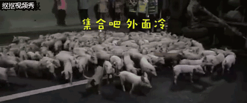 货车爆胎侧翻,200多头
