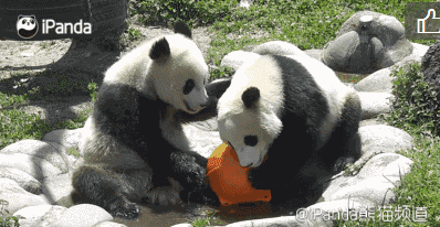 大熊猫在香港有多受欢迎?半个娱乐圈都是它的迷妹迷弟