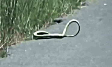 看看这条可怜的蛇就知道了
