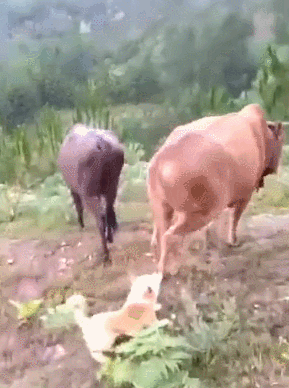 狗狗拖咬老牛的尾巴,拍照的主人:吃了熊心豹子胆!