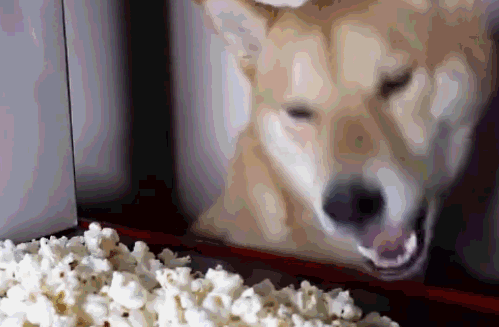 回家看到满桌子的爆米花,柴犬激动到差点以为自己进错