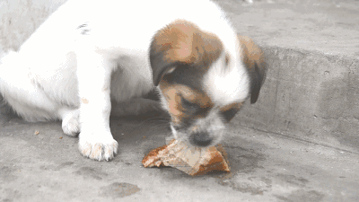 300块就把养了12年的狗狗这么遗弃了?瘫痪模样让人心酸!