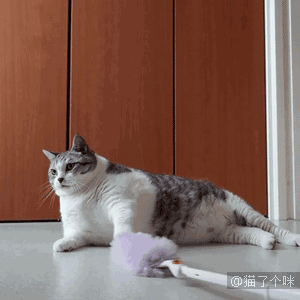 壁纸 动物 猫 猫咪 小猫 桌面 300_300 gif 动态图 动图