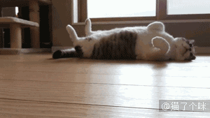 300_169 gif 动态图 动图