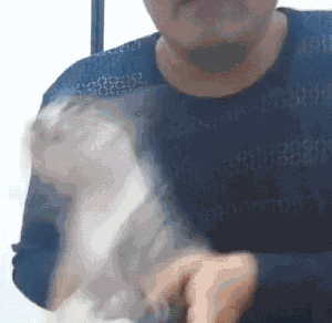 而此刻猫咪的表情相当镇定,因为下一秒铲屎的会面临死亡的威胁.