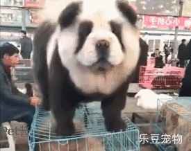狗市遇到狗:狗贩子:它是熊猫,买家:你让它吃竹子我就信!