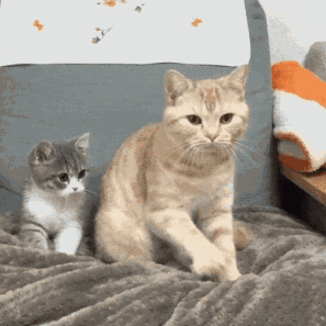 猫妈妈教小猫咪各种小技能,2只都想抱走肿么办?