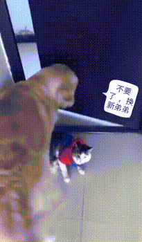 从没见过走位如此风骚的狗子,难道这就是传说中的很秀