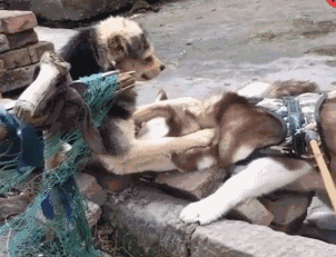 哈士奇调戏中华田园犬,田园犬反手就是一巴掌,简直秒杀!