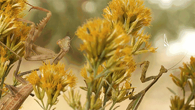 我被女友吃掉了,昆虫世界的爱情可真危险!