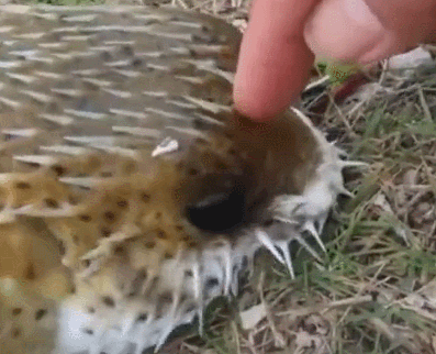 取鱼钩时碰到鱼,它就开始膨胀变成