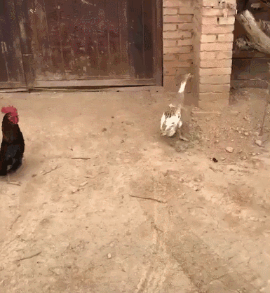 宠物鸭子:宠物鸡鸡,有事没,没事咱俩走两步?