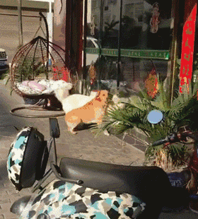 狗狗隔着玻璃门吵架,萨摩耶一激动将门撞坏,金毛见状撒腿就跑
