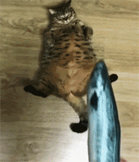 用假的小鱼干引诱 主子开心得仿佛是个200斤的孩子