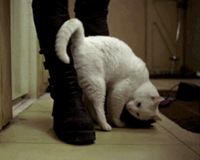 壁纸 动物 狗 狗狗 猫 猫咪 小猫 桌面 400_320 gif 动态图 动图