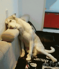 狗子:别看我只是一只羊, 我很凶的!