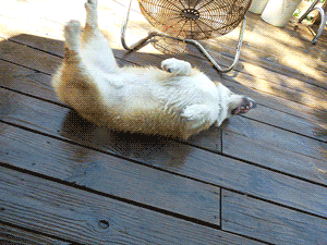 天气热了,家里的狗子怎么越来越反常了.