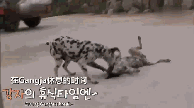 斑点狗当上了妈妈,可是家里的阿拉斯加却老是抢戏,原来是因为.
