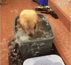 天气热了,家里的狗子怎么越来越反常了.