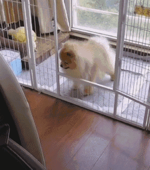 来打我,略略略……博美:塑料情,我