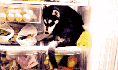 但是对于汪界的逗逼——哈士奇来说,因为它们是雪橇犬,对于高温非常