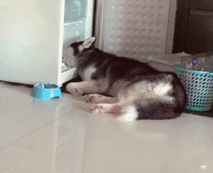 二哈霸占冰箱寸步不离,主人欲哭无泪:冰箱的鸡蛋都快孵出小鸡了