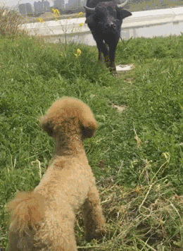 泰迪:牛哥!你看我都把草堆成堆了,你快来吃吧,我就先闪了!