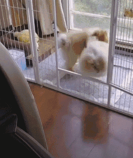 来打我,略略略……博美:塑料情,我