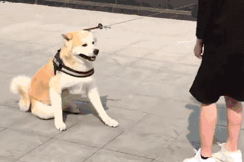 又是咬绳子,又是撒泼的,就是不想走: 狗友们面对这样倔强不回家的狗子