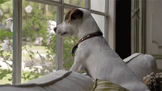 然后悄悄的出去, 生怕看见它们失望的小表情, 就好像在说:你是不是不