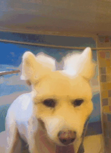 仿佛看到刚理完发的我,狗子照镜子会不会哭