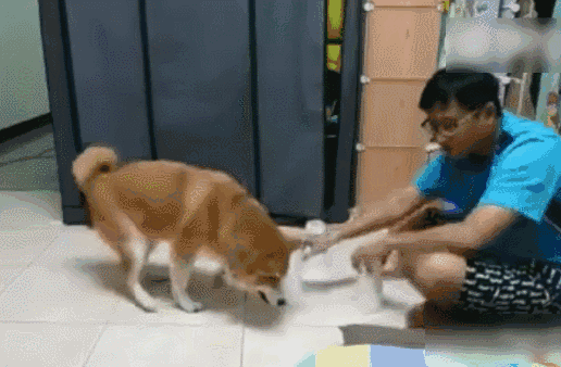 主人又想用游戏来考验柴犬智商,于是.柴犬:到底是你