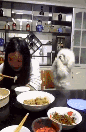 养了个爱粘人的祖宗,铲屎官估计心里还美滋滋的,但养了个有脾气的