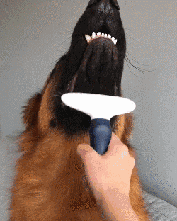 壁纸 动物 狗 狗狗 250_312 竖版 竖屏 手机 gif 动态图 动图