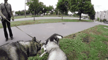 网友到医院接哈士奇,本想是温馨的场景,结果看到它的表情.笑疯了!