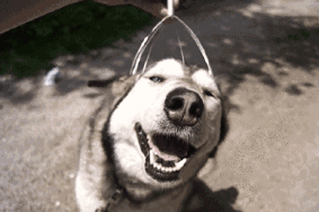 【狗通过鼻子在世界上穿梭,因此从气味出发,埃默里大学(emory