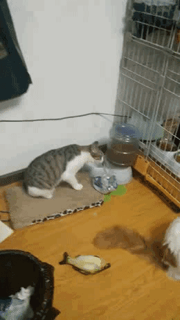 壁纸 动物 狗 狗狗 260_462 竖版 竖屏 手机 gif 动态图 动图