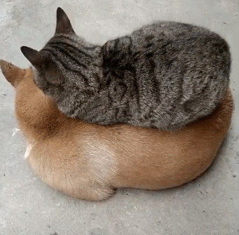 猫咪喜欢睡在狗子身上,如今胖了,狗子:不能fu吸,快把