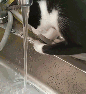 猫咪脑子好不好,水龙头前喝个水就造了!
