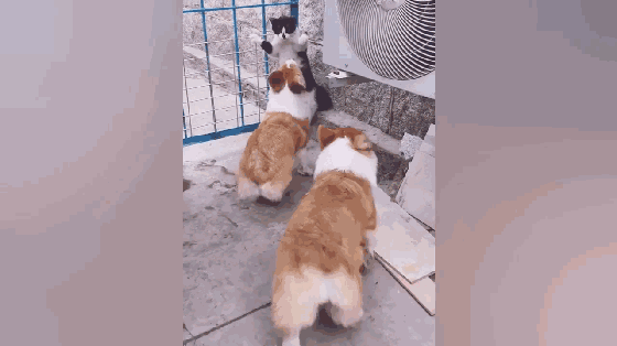 比如这只企图拦住奶牛猫去路的柯基 却被喵星人的操作震惊一脸 ▼ 论