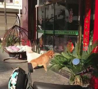 狗子打架把门撞烂,金毛:闯祸了,开溜,萨摩:快进来,诶?