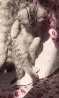 突然发现自己有一双大美腿,小猫咪简直不敢相信自己的