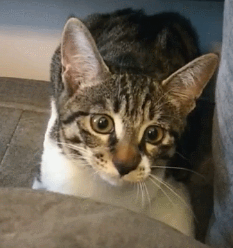 主人又捡了只猫回家,给猫气哭了,猫:别的猫欺负我,你