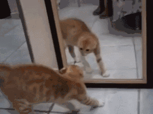 绊运猫就不多说了,各位铲屎官大人自己感受一下这个有味道的镜头.