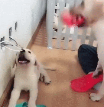 壁纸 动物 狗 狗狗 344_352 gif 动态图 动图