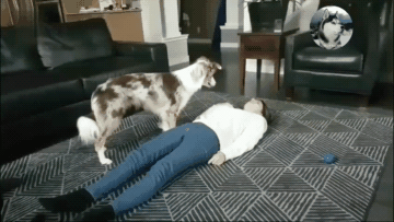 狗狗看到主人突然晕倒,没想到它却成功