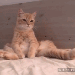 猫咪和河马的虐恋故事,太虐心了~ 河马:我到底做错了什么.