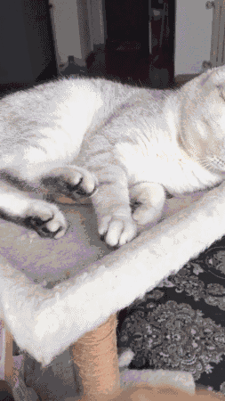 猫咪抱着仓鼠不撒手,从它的怀里抢了过来,猫咪的表情亮了!