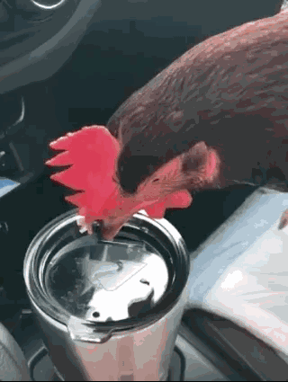 美国大叔养了一只鸡当宠物,看了他们的日常竟然有点羡慕.